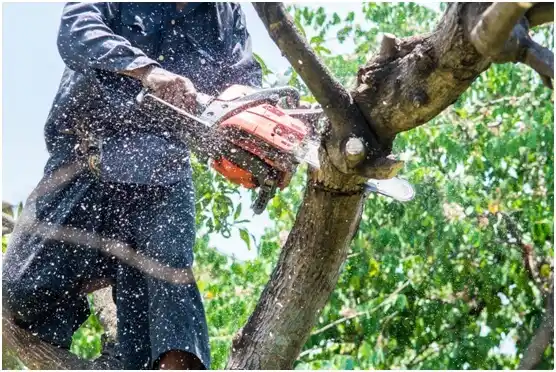 tree services Lawson Heights